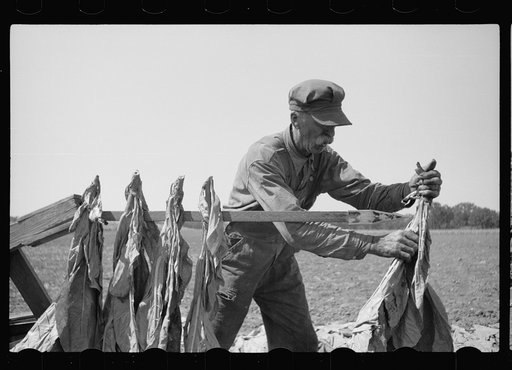 Spearing tobacco, Wisconsin