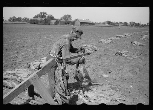 Untitled photo, possibly related to: Spearing tobacco, Wisconsin