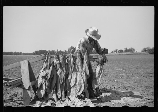 Spearing tobacco, Wisconsin