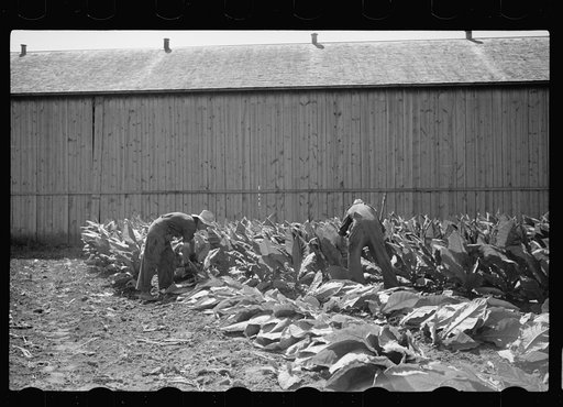 Untitled photo, possibly related to: Spearing tobacco, Wisconsin