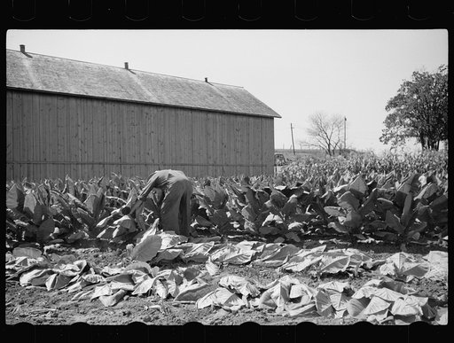 Untitled photo, possibly related to: Spearing tobacco, Wisconsin
