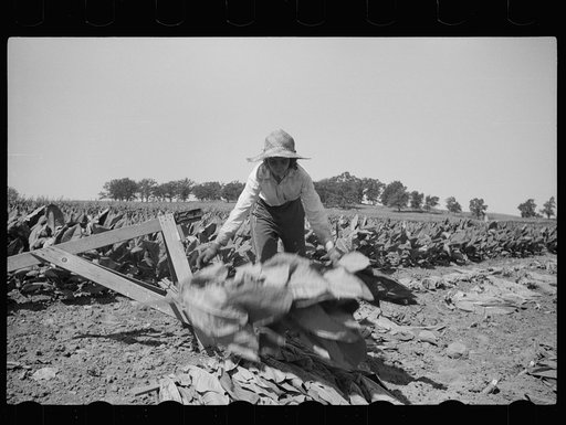 Untitled photo, possibly related to: Spearing tobacco, Wisconsin