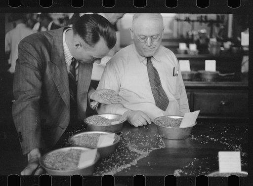 Untitled photo, possibly related to: Buyer examining oat samples at open market, Minneapolis Grain Exchange, Minnesota