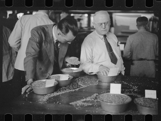 Untitled photo, possibly related to: Buyer examining oat samples at open market, Minneapolis Grain Exchange, Minnesota