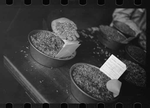 Buyer examining oat samples at open market, Minneapolis Grain Exchange, Minnesota
