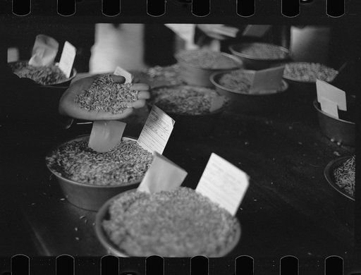 Untitled photo, possibly related to: Buyer at open grain market, Minneaplis Grain Exchange, Minnesota