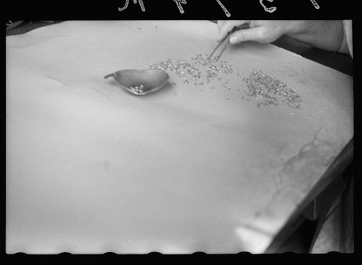 Untitled photo, possibly related to: Testing for impurities in wheat at Minnesota grain inspection dept., Minneapolis, Minnesota