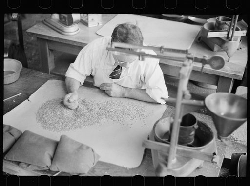 Untitled photo, possibly related to: Testing for impurities in wheat at Minnesota grain inspection dept., Minneapolis, Minnesota