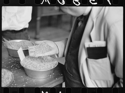 Buyer examining sample of oats at open market, Minneapolis Grain Exchange, Minnesota