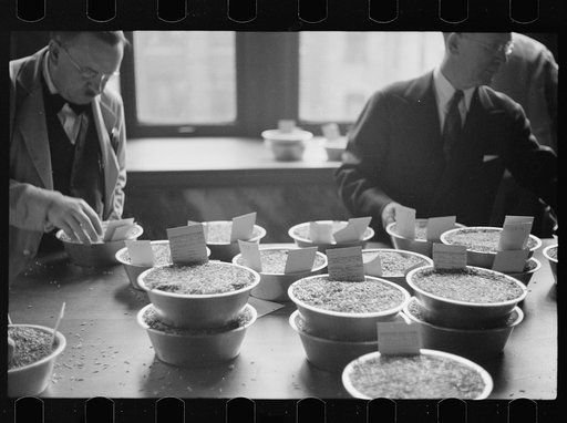 Untitled photo, possibly related to: Buyer examining sample of oats at open market, Minneapolis Grain Exchange, Minnesota