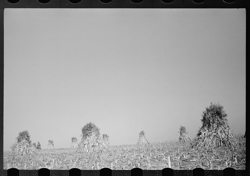 Corn field, Greenhills, Ohio