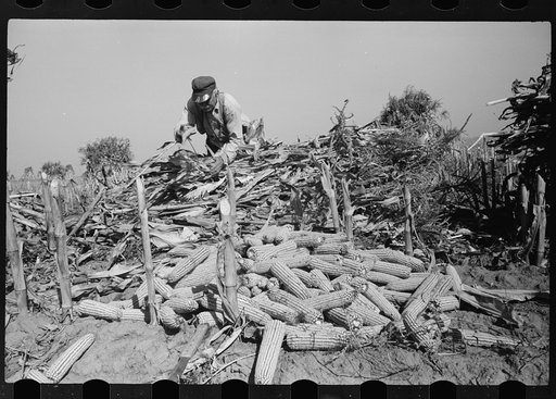 Untitled photo, possibly related to: Shucking corn, Greenhills, Ohio