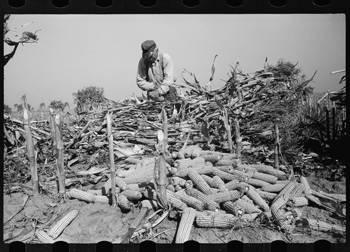 Shucking corn, Greenhills, Ohio