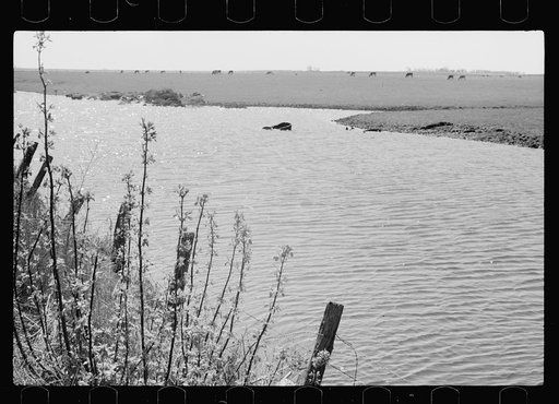 Stream running through an Iowa corn farm, Greene County