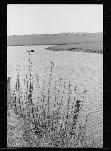 Untitled photo, possibly related to: Stream running through an Iowa corn farm, Greene County