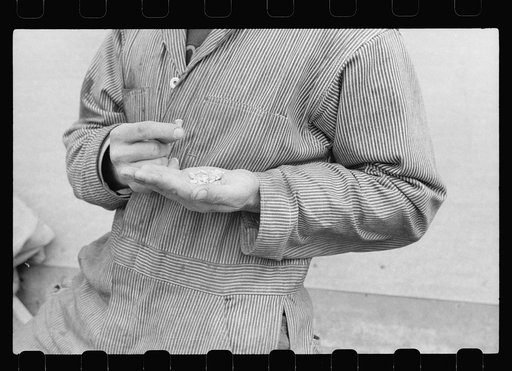 Untitled photo, possibly related to: Hybrid corn at hybrid seed plant, Marshall County, Iowa