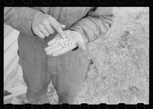 Hybrid corn at hybrid seed plant, Marshall County, Iowa