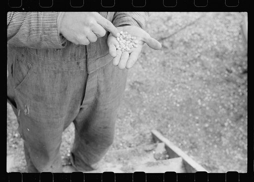 Untitled photo, possibly related to: Hybrid corn at hybrid seed plant, Marshall County, Iowa