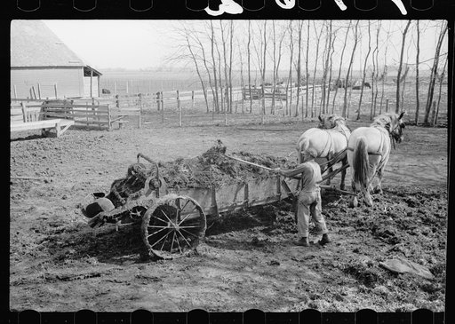 Untitled photo, possibly related to: Loading manure into spreader. Grundy Center, Iowa