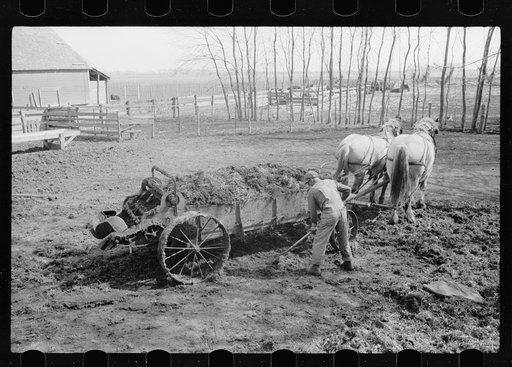 Loading manure into spreader. Grundy Center, Iowa