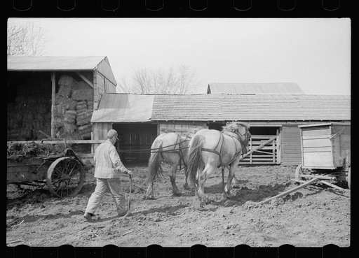 Untitled photo, possibly related to: Leading horses to the barn, Grundy County, Iowa