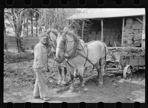 Untitled photo, possibly related to: Leading horses to the barn, Grundy County, Iowa