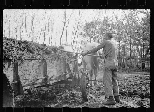 Untitled photo, possibly related to: Leading horses to the barn, Grundy County, Iowa