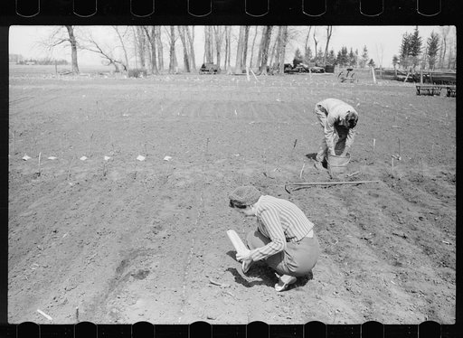 Son and daughter of corn grower planting test plots of hybrid seed corn, Grundy County, Iowa