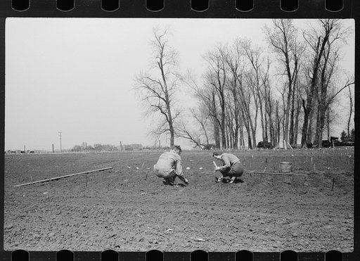 Untitled photo, possibly related to: Son and daughter of corn grower planting test plots of hybrid seed corn, Grundy County, Iowa