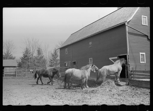 Untitled photo, possibly related to: Horses going into the barn, Grundy County. Iowa