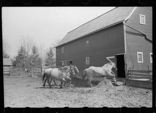 Horses going into the barn, Grundy County. Iowa