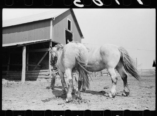 Untitled photo, possibly related to: Horses going into the barn, Grundy County. Iowa