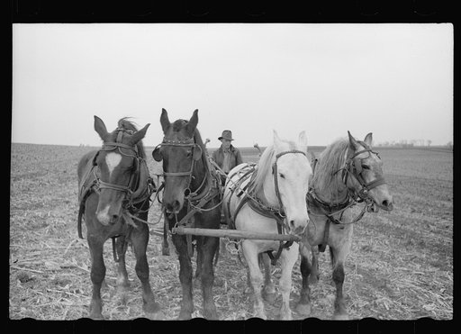 Plowing with four horses, Grundy County, Iowa