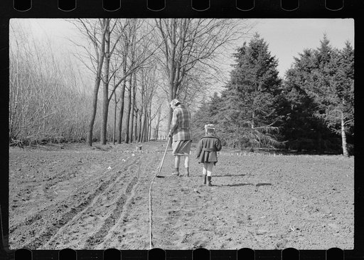 Untitled photo, possibly related to: Cattle of Iowa corn farm, Grundy County, Iowa