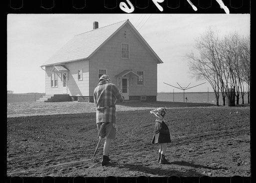 Untitled photo, possibly related to: Cattle of Iowa corn farm, Grundy County, Iowa