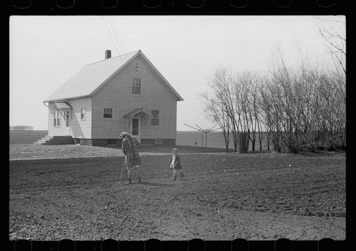 Untitled photo, possibly related to: Cattle of Iowa corn farm, Grundy County, Iowa