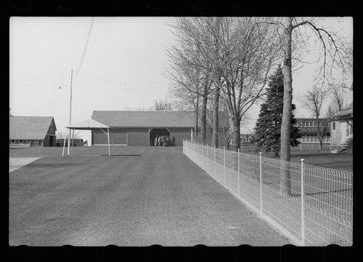 Untitled photo, possibly related to: Cattle of Iowa corn farm, Grundy County, Iowa