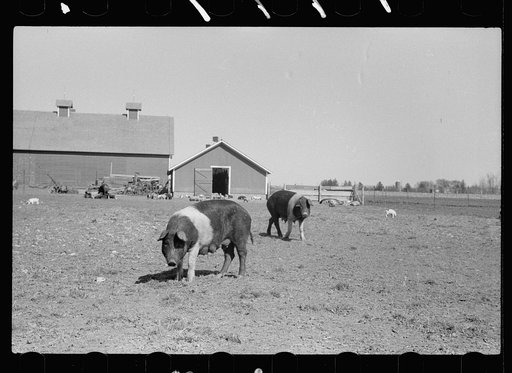 Untitled photo, possibly related to: Cattle of Iowa corn farm, Grundy County, Iowa