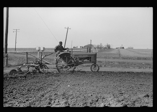 Untitled photo, possibly related to: Cattle of Iowa corn farm, Grundy County, Iowa