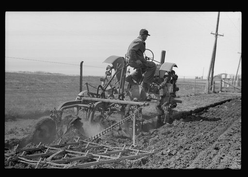 Untitled photo, possibly related to: Cattle of Iowa corn farm, Grundy County, Iowa