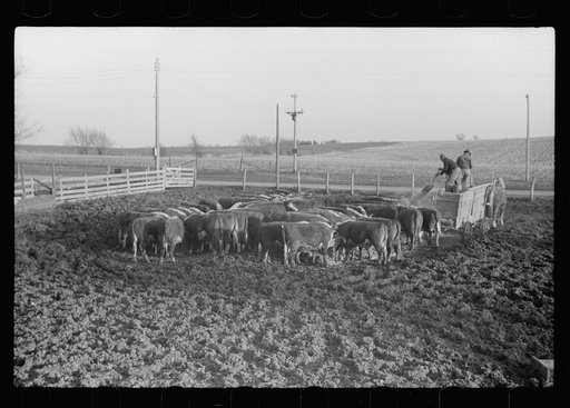 Untitled photo, possibly related to: Plowed sod, Grundy County, Iowa