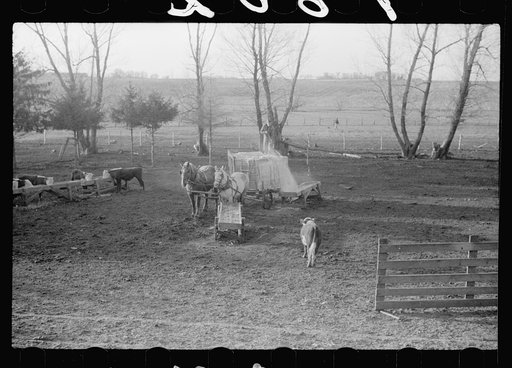 Feeding cattle, Grundy County, Iowa