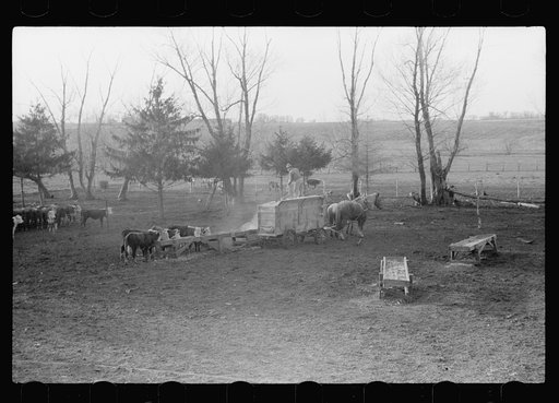 Untitled photo, possibly related to: Feeding cattle, Grundy County, Iowa