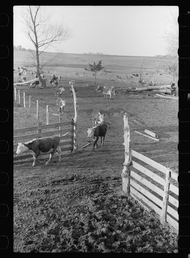 Untitled photo, possibly related to: Feeding cattle, Grundy County, Iowa