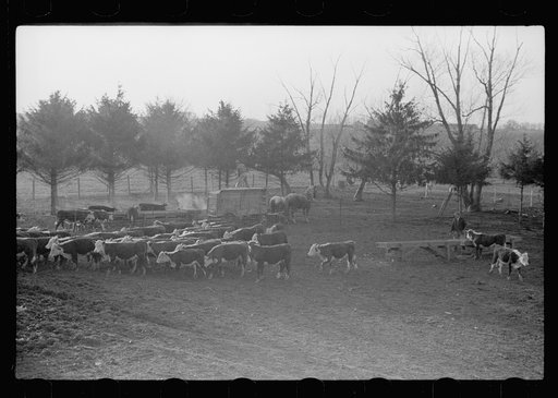 Untitled photo, possibly related to: Feeding cattle, Grundy County, Iowa