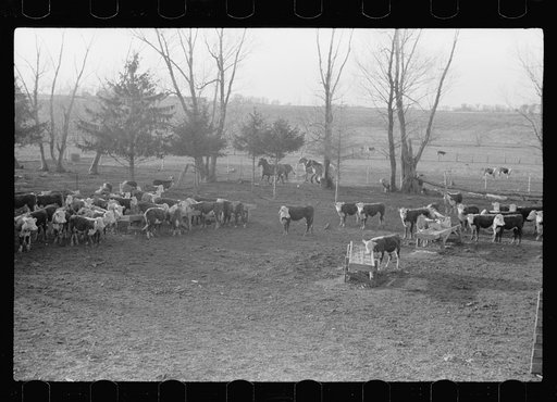 Untitled photo, possibly related to: Feeding cattle, Grundy County, Iowa