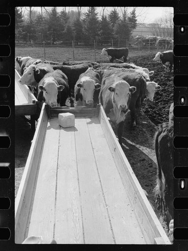 Cattle at feeding trough, Grundy County, Iowa