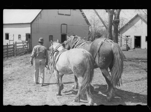 Leading horses to the barn after unharnessing, Grundy County, Iowa