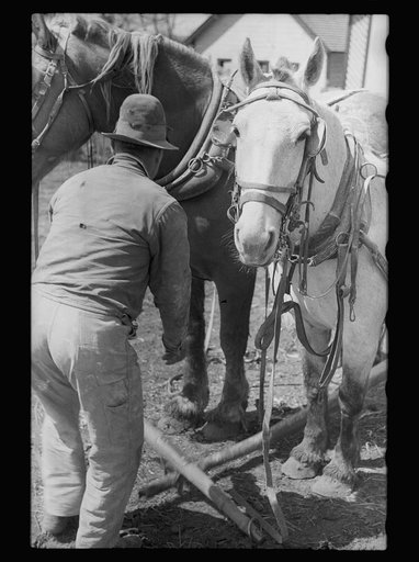 Untitled photo, possibly related to: Leading horses to the barn after unharnessing, Grundy County, Iowa