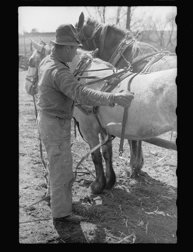 Unharnessing team of horses, Grundy County, Iowa